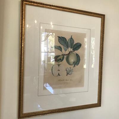 Antique French hand tinted botanical $95