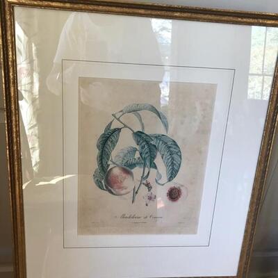 Antique French hand tinted botanical $75