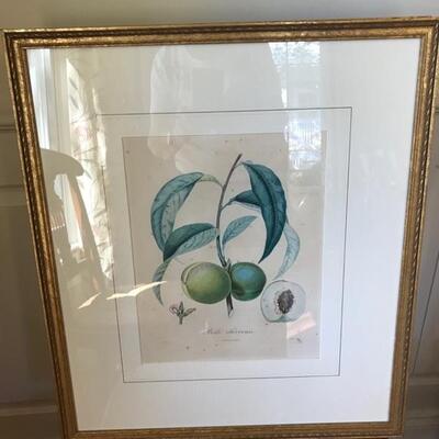 Antique French hand tinted botanical $75