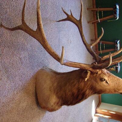 Huge taxidermy elk shoulder mount