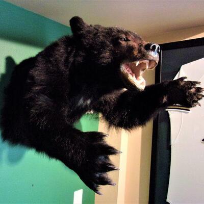 Dramatic black bear mount