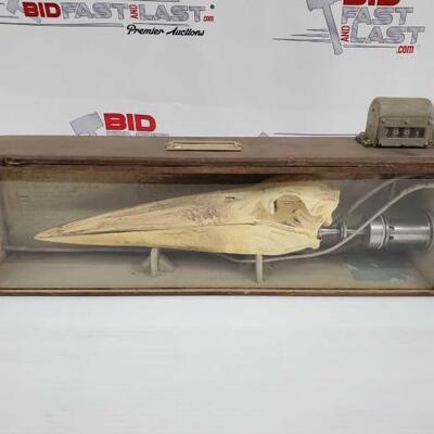 1026	
Maribou Stork Skull Museum Box
Measures Approx 24