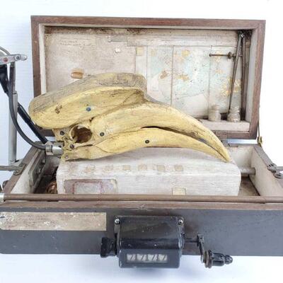 3010	

Great Hornbill Museum Box by Ron Pippin

Measures Approx 20