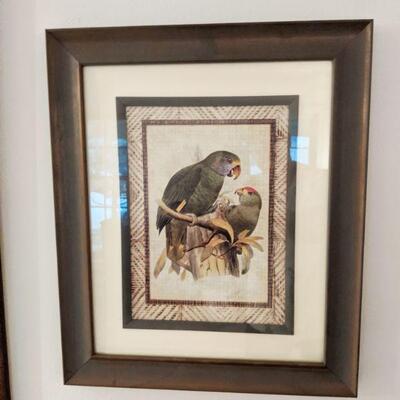 One of a pair of Tommy Bahama Framed Parrot Prints