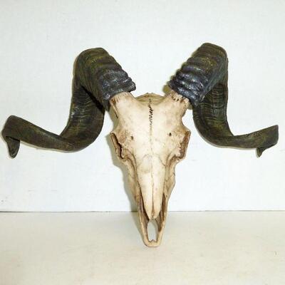 Resin ram skull with horns