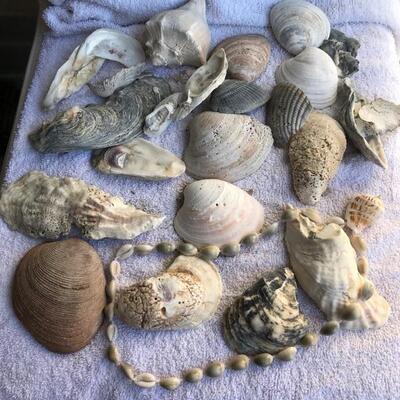 Group of Shells $5