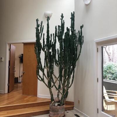 large 20 ft Cactus!