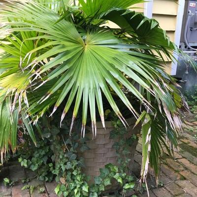 Concrete planter with palm $185