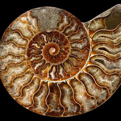 Assorted Ammonites from Madagascar. Priced by size. priced at wholesale price direct from the miner. Grade A Available to view at studio