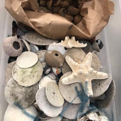Seashells 