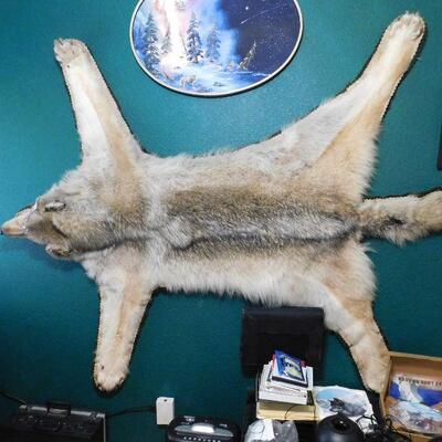 Juneau Alaska Wolf Taxidermy from Northstar products (1970's) Full pads and claws, ears intact. Double felt backed.