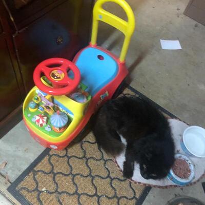 Kitty needs a new home. Sheâ€™s friendly & FIXED.  Sheâ€™s very OLD. She can live outside 