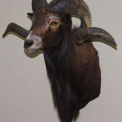Taxidermy Mounted Rams Head (24â€H x 19â€D x 10â€Breast:  Tip of Horn to Tip of Horn 25â€)