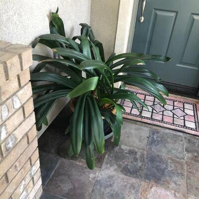 Outdoor potted plant