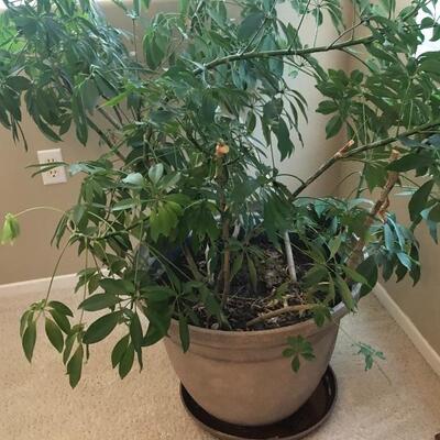 Indoor Potted Plant