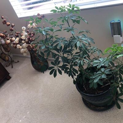 Indoor potted plants
