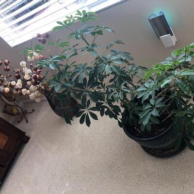 Indoor potted plants
