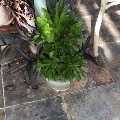 Beautiful potted succulent 