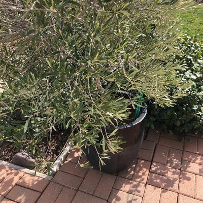 Potted non-flowering olive plant (2)