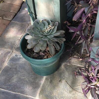 Beautiful potted succulent