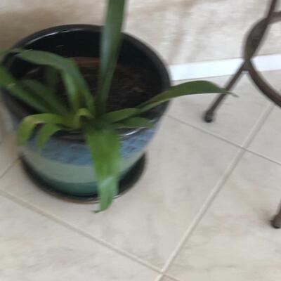 Indoor potted plant
