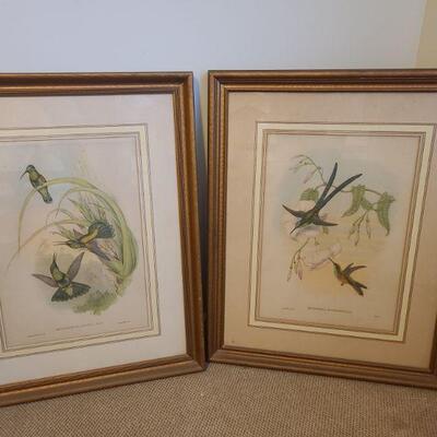 Two lithographs by J. Gould and H.C. Richter of hummingbirds with their amazing colors. See these usually speedy birds frozen in motion...