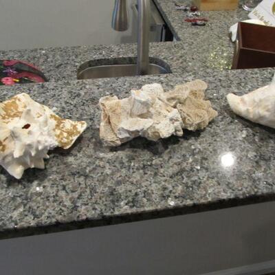 Beautiful seashells for decor