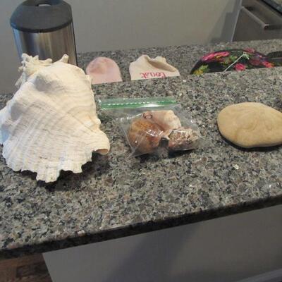 Beautiful seashells for decor