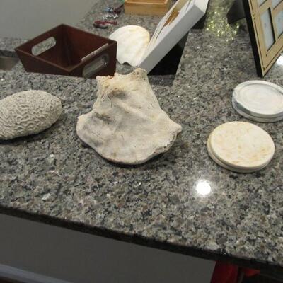 Beautiful seashells for decor