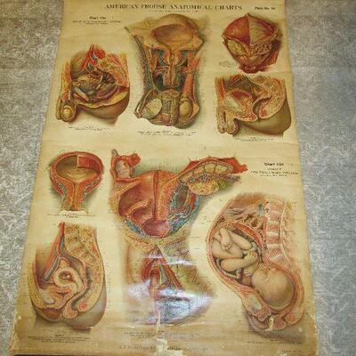 Vintage Frohse anatomical chart
