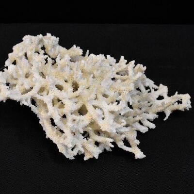 Natural White Sea Coral (8