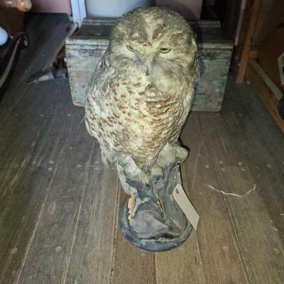 10020	

Owl Mount
Owl Mount