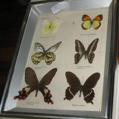 framed butterflys' 