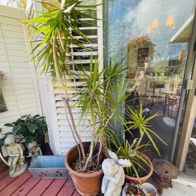 Plants