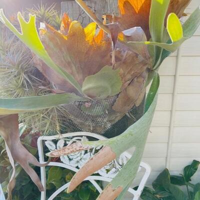 Stage plant