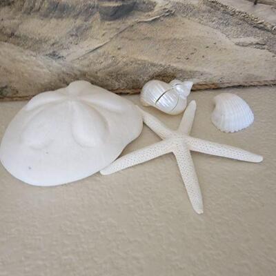 Seashells , Seastar and sand dollar