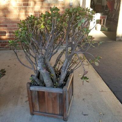 20+ year old Jade plant over 48" tall in 17" x 17" redwood planter