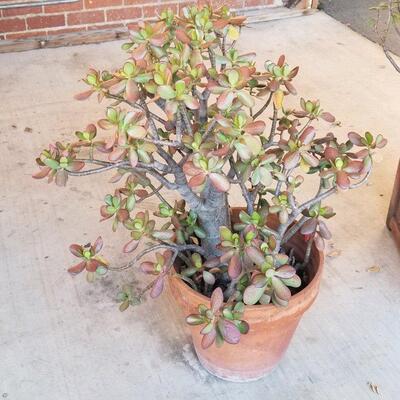 20+ years old jade plant (approx 36