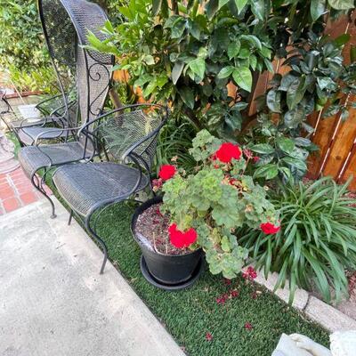 Plants