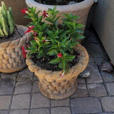 Flowerpots and plants