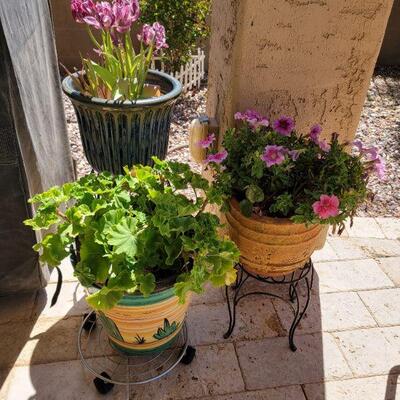 Flowerpots and plants