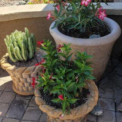 Flowerpots and plants