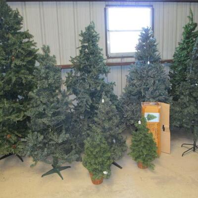 The HAUNTED forest! haha!  Ok, it's actually a nice selection of Christmas trees. 