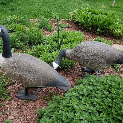 Yard Geese