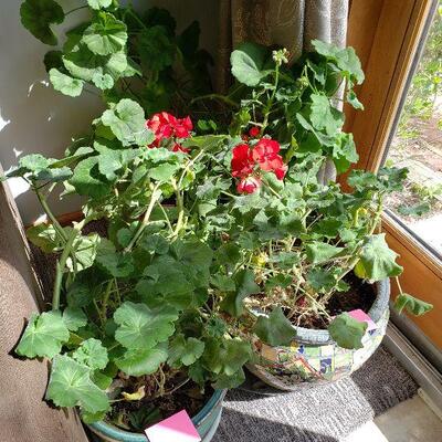 Large Geraniums w/Nice pots. 