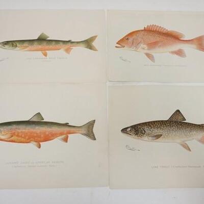 1182	FOUR DENTON FISH PRINTS, THE RED SNAPPER PRINT HAS A TEAR ON THE TOP RIGHT BORDER. 12 IN X 9 1/2 IN
