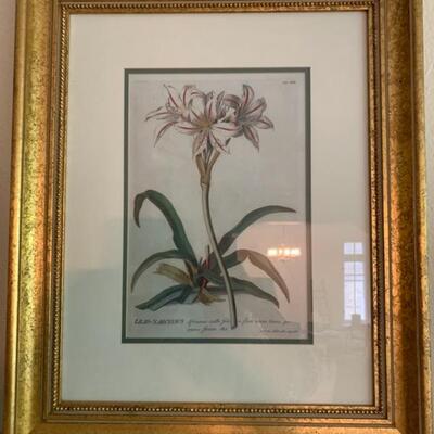 antique botanical print, flowers, engraving