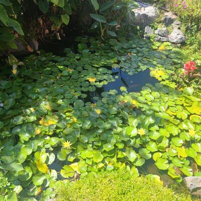 Koi pond with approximately 20 fish, fish only being sold.