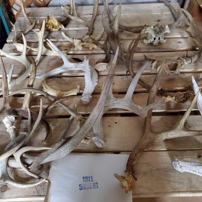#1080 • Approx 21 Antlers and Shipping Tags