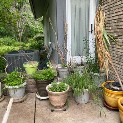 Potted Plants
